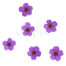 Cre8tion - Nail Art Teal Collection