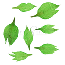 Cre8tion - Nail Art Teal Collection