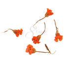 Cre8tion - Nail Art Teal Collection